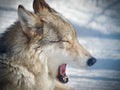 A closeup of a wolf yawning on a winter sunny day Royalty Free Stock Photo