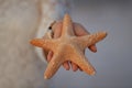 Closeup on woman on beach at sunset showing starfish