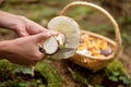 Woman cleaning a boletus eduls, basket with wild mushrooms in th Royalty Free Stock Photo