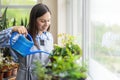 Closeup woman florist cutting leaves of begonia cultivated potted plants in domestic garden Royalty Free Stock Photo