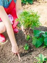 Closeup woman gardener replanting flowers Royalty Free Stock Photo