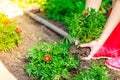 Closeup woman gardener replanting flowers Royalty Free Stock Photo