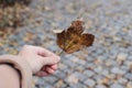 Closeup of woman hand in beige coat holding maple leaf in grey cloudy day. Blurred cobblestone pavement road background Royalty Free Stock Photo