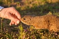 Closeup woman hand feeding a ground squirrel. Funny gopher in the field at sunset.