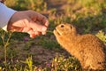 Closeup woman hand feeding a ground squirrel. Funny gopher in the field at sunset.