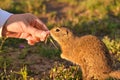 Closeup woman hand feeding a ground squirrel. Funny gopher in the field at sunset