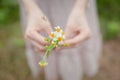 Closeup woman hand hold camomile grass flower coat buttons Royalty Free Stock Photo