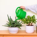 Indoor Garden. House plants in flower pots in garden room. Royalty Free Stock Photo