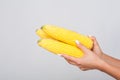 Closeup of woman hands holding corn cobs, fresh raw vegetables, concept of healthy eating and vegetarian diet Royalty Free Stock Photo