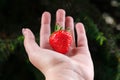 Closeup of a woman hands holding fresh strawberries on green background Royalty Free Stock Photo