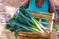 Closeup of woman hands holding a large Fresh Green and White Leeks on Display in Crate Local Farmers Markete wooden