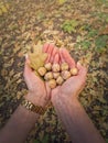 Closeup woman hands holding oak acorns after picking up from the forest. Colorful fall foliage background. Autumn season beauty