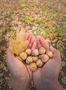 Closeup woman hands holding oak acorns after picking up from the forest. Colorful fall foliage background. Autumn season beauty