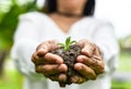 Closeup of woman hands holding plant in soil, environment, ecology, agriculture and nature concept. Royalty Free Stock Photo