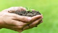 Closeup of woman hands holding plant in soil, environment, ecology, agriculture and nature concept. Royalty Free Stock Photo