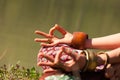 Closeup Of Woman Hands In Mudra Gesture Practice Yoga Meditation Outdoor By The Lake Summer Day