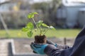 Closeup of woman hands planting yang flowering strawberry seedling in the garden Royalty Free Stock Photo