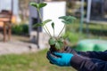 Closeup of woman hands planting yang flowering strawberry seedling in the garden Royalty Free Stock Photo