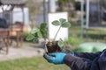 Closeup of woman hands planting yang flowering strawberry seedling in the garden Royalty Free Stock Photo