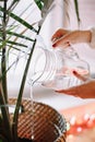 Closeup of woman hands pouring water from glass jar on green home plant in pot. Large houseplant howea palm in apartment house