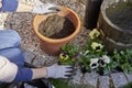 Closeup of a woman planting flowers violas in her sunny backyard in a plant pot with flowerpot earth kneeling next to pebbles