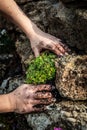 Closeup, woman planting a Saxifraga bryoides on a rock wall or stone raised bed Royalty Free Stock Photo