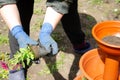 Closeup of woman preparing flower for planting in the ground. Caucasian senior female in gloves replanting flowers in the pot. Royalty Free Stock Photo