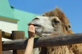 Closeup of woman`s hand feeding camel with carrot. Zoo Royalty Free Stock Photo