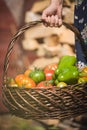 Closeup of woman`s hand holding basket with fresh organic vegetables - tomatoes and paprika. Healthy food and lifestyle