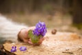 Closeup of woman`s hand holding first spring flowers on old tree`s stump. primroses or snowdrops in the forest