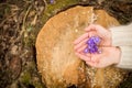 Closeup of woman`s hand holding first spring flowers on old tree`s stump. primroses or snowdrops in the forest