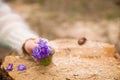 Closeup of woman`s hand holding first spring flowers on old tree`s stump. primroses or snowdrops in the forest