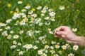 Closeup of woman`s hand picking up chamomile from a daisy meadow on a sunny summer day. Wild flowers in the park Royalty Free Stock Photo