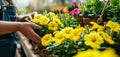 closeup of a woman\'s hands choosing potted yellow petunia flower seedlings to buy at garden centre. banner