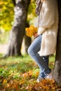 Closeup of woman`s hands holding beautiful bunch of bright autumn maple tree leaves in the park on a sunny day Royalty Free Stock Photo