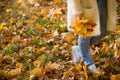 Closeup of woman`s hands holding beautiful bunch of bright autumn maple tree leaves in the park on a sunny day Royalty Free Stock Photo