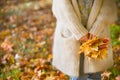 Closeup of woman`s hands holding beautiful bunch of bright autumn maple tree leaves in the park on a sunny day Royalty Free Stock Photo