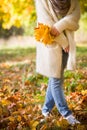 Closeup of woman`s hands holding beautiful bunch of bright autumn maple tree leaves in the park on a sunny day Royalty Free Stock Photo