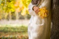 Closeup of woman`s hands holding beautiful bunch of bright autumn maple tree leaves in the park on a sunny day Royalty Free Stock Photo