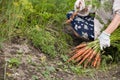 Closeup of woman`s hands holding bunch of freshly picked organic carrots. Gardening and farming. Harvest