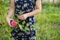 Closeup of woman`s hands picking fresh organic red apples from a tree and putting them into the basket on garden Royalty Free Stock Photo