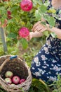 Closeup of woman`s hands picking fresh organic red apples from a tree and putting them into the basket on garden Royalty Free Stock Photo