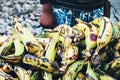 Closeup of woman selling plantains, cooking bananas, Musa paradisiaca. Street tropical fruit market. Harvest of exotic Royalty Free Stock Photo