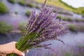 Closeup womans hand holding a bouquet of lavender Purple lavender meadow field on the background.