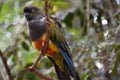 Closeup of a colorful Patagonian Conure sitting on a tree branch in South Africa