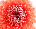 Closeup of a coral-pink colored Gerbera Pomponi Bonita flower