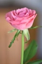 Closeup of a wonderful pink rose