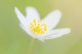 Closeup of a Wood anemone flower on light green background