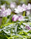 Closeup of wood anemone with a violett tint