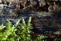 Abstract mossy wood